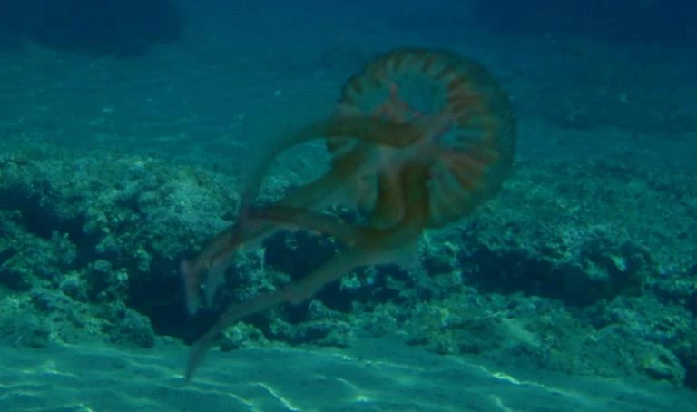 Ευλόγησαν τα νερά στον Κορινθιακό, έβαλαν έναν μαρμάρινο Σταυρό κι εξαφανίστηκαν οι τσούχτρες (βίντεο)